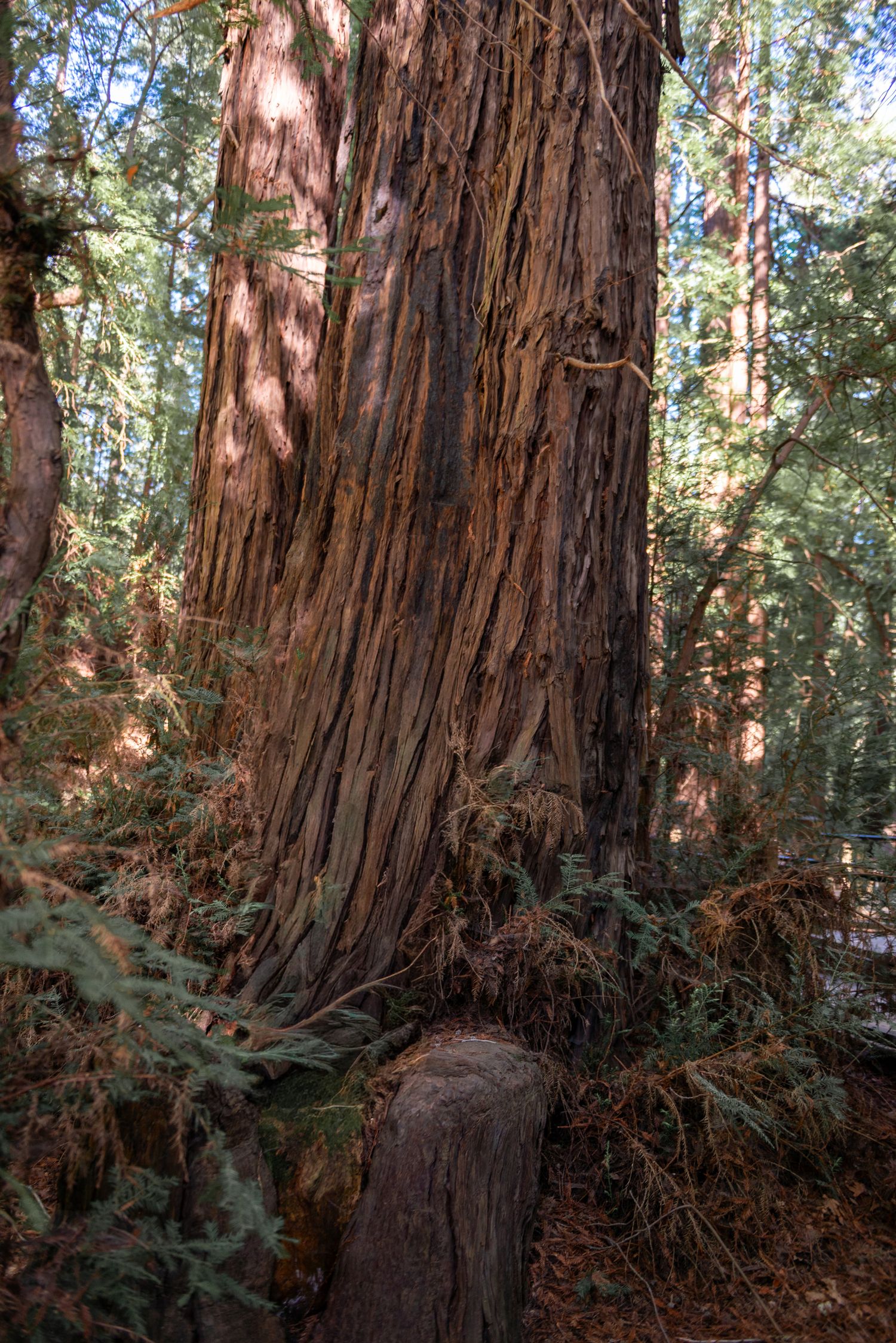 Towering coastal redwood tree with reddish-brown bark surrounded by ferns on a forest floor.