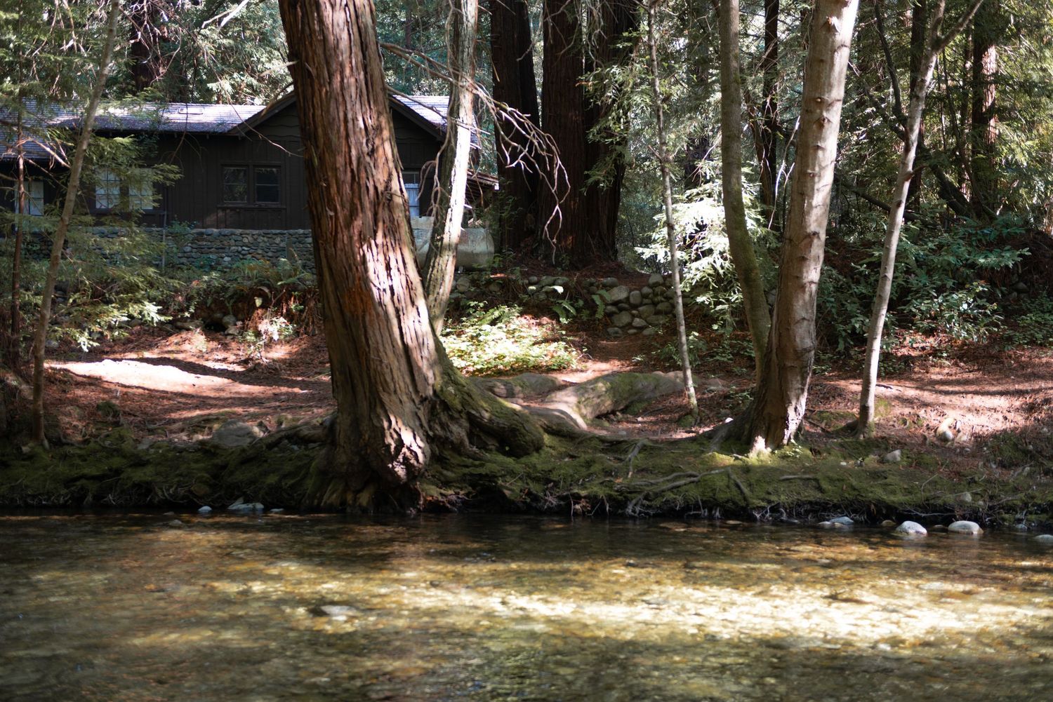 A rustic cabin nestled among tall trees beside a calm, sunlit forest stream with mossy banks.