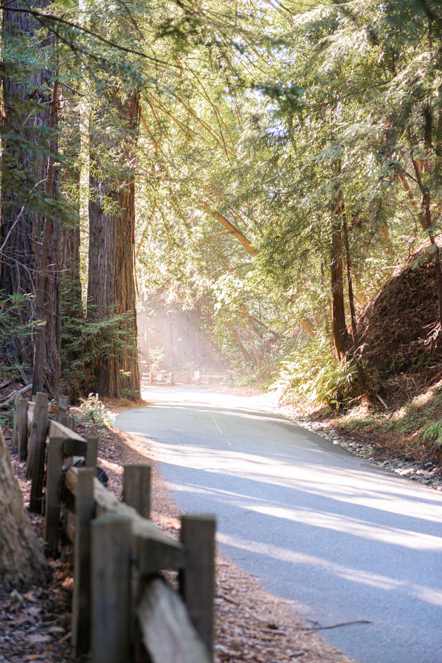Sunlit forest road with wooden fence rail winding through tall redwood trees in a serene woodland setting.