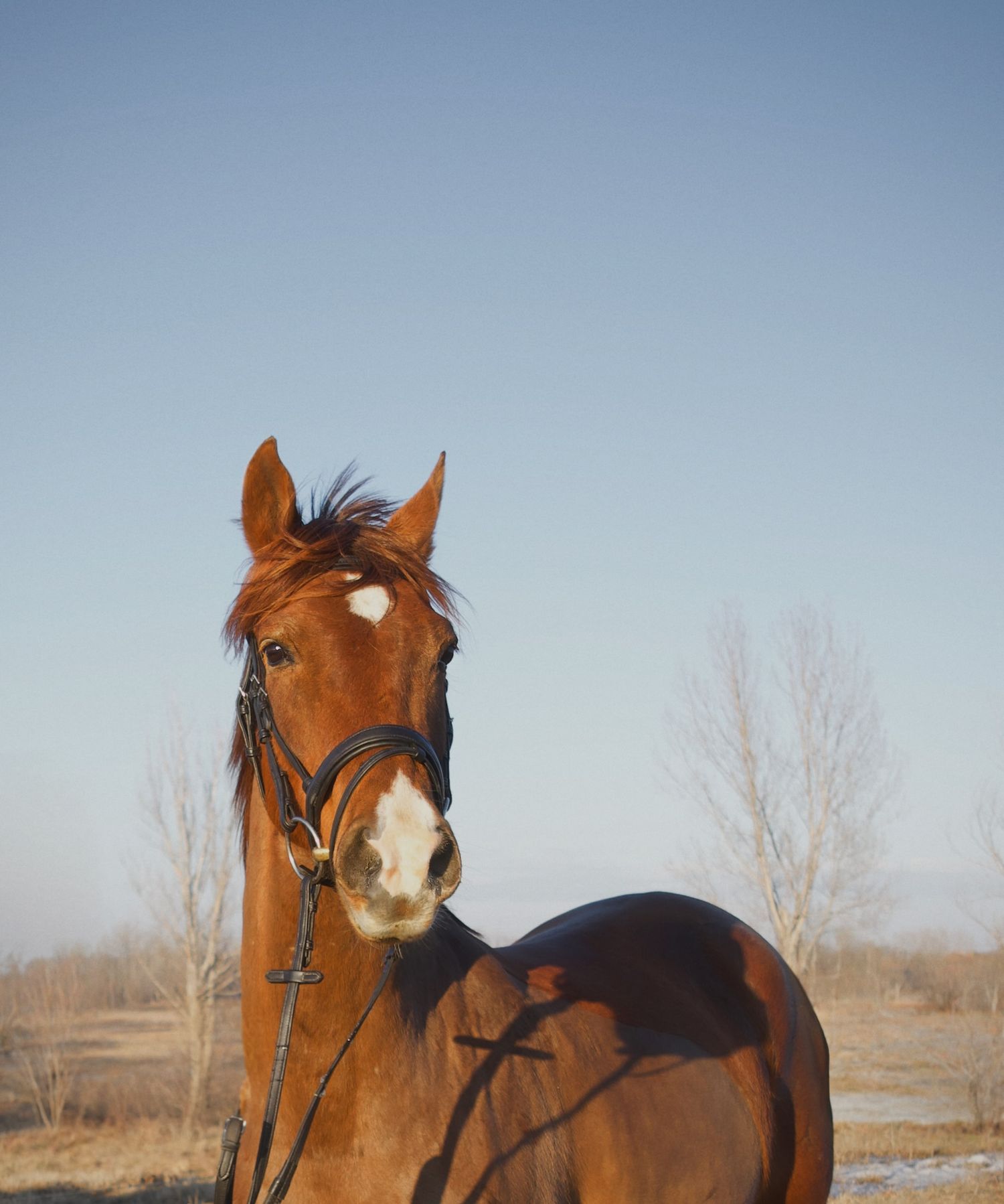 A chestnut horse with a white blaze wearing a bridle stands in a sunny winter field with bare trees in the background.
