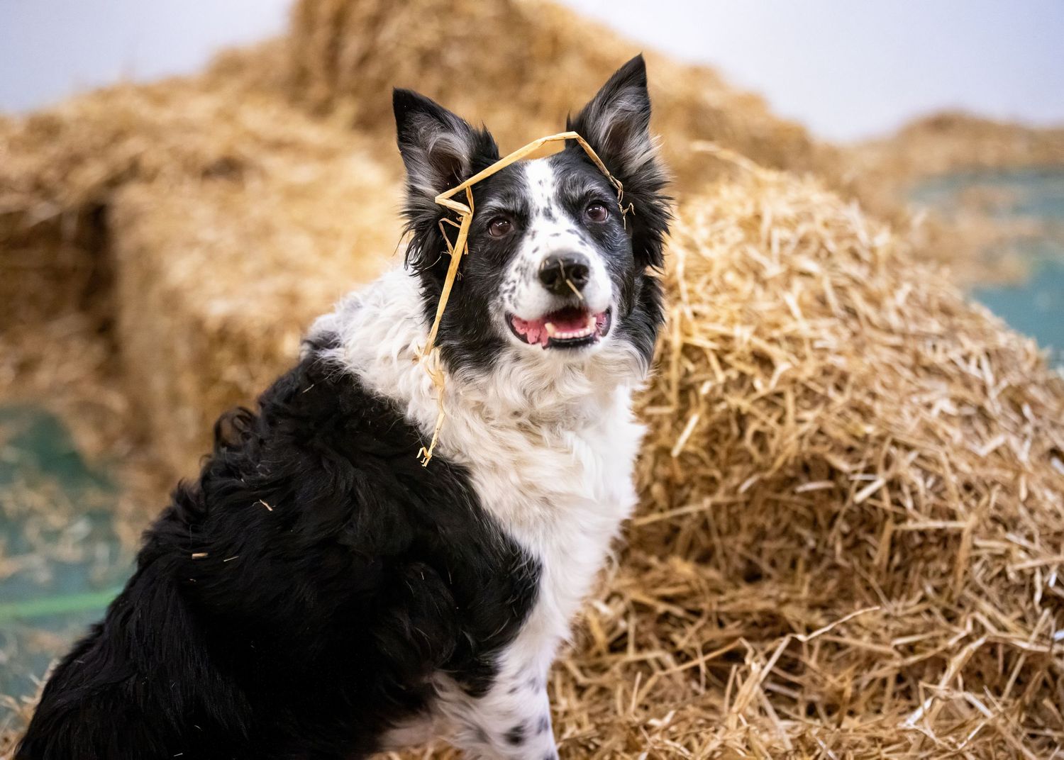 Black and white Border Collie herding dogs working in straw and snow shown in three dynamic poses.