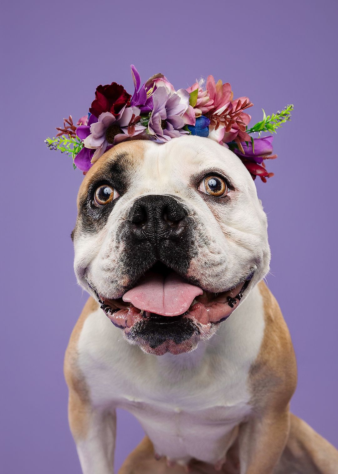 A happy bulldog wearing a colorful floral crown poses against a purple background with tongue out.