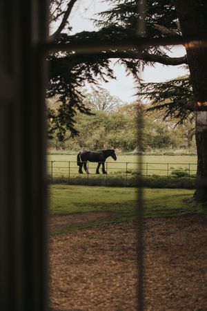 Horse standing in a green pasture viewed through tree branches, framed by a rustic fence in the countryside at Aswarby Rectory.