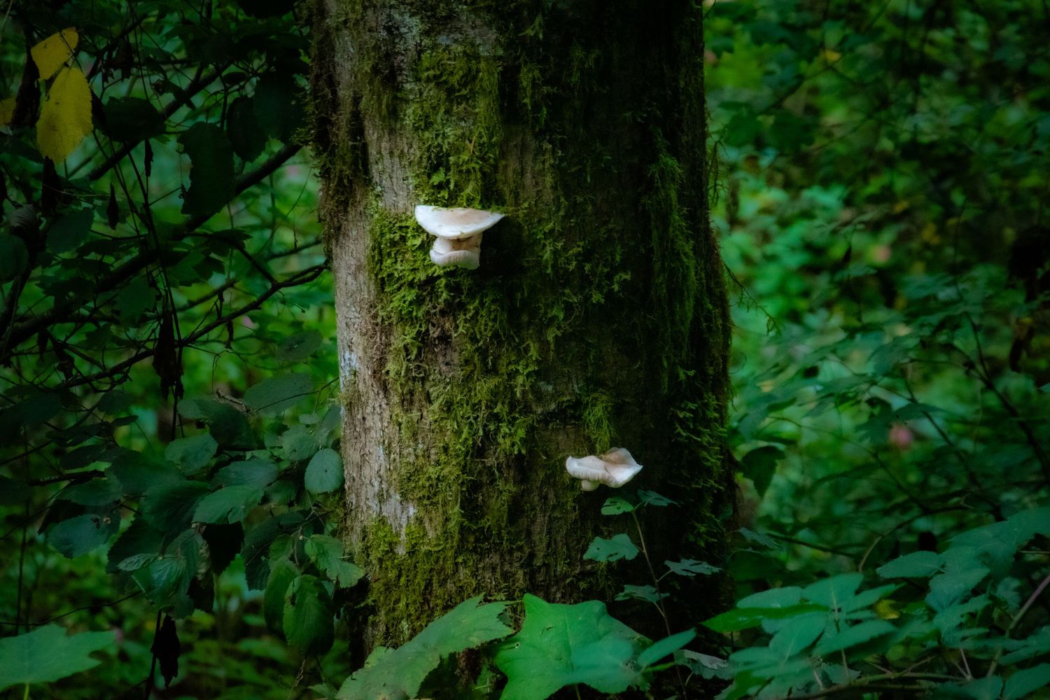 Tree trunk with white mushrooms growing on dark bark in forest setting.