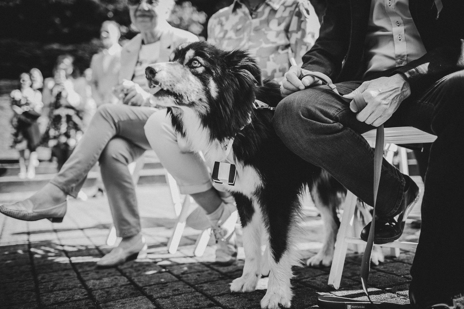 A border collie dog at an outdoor wedding ceremony wearing formal attire.