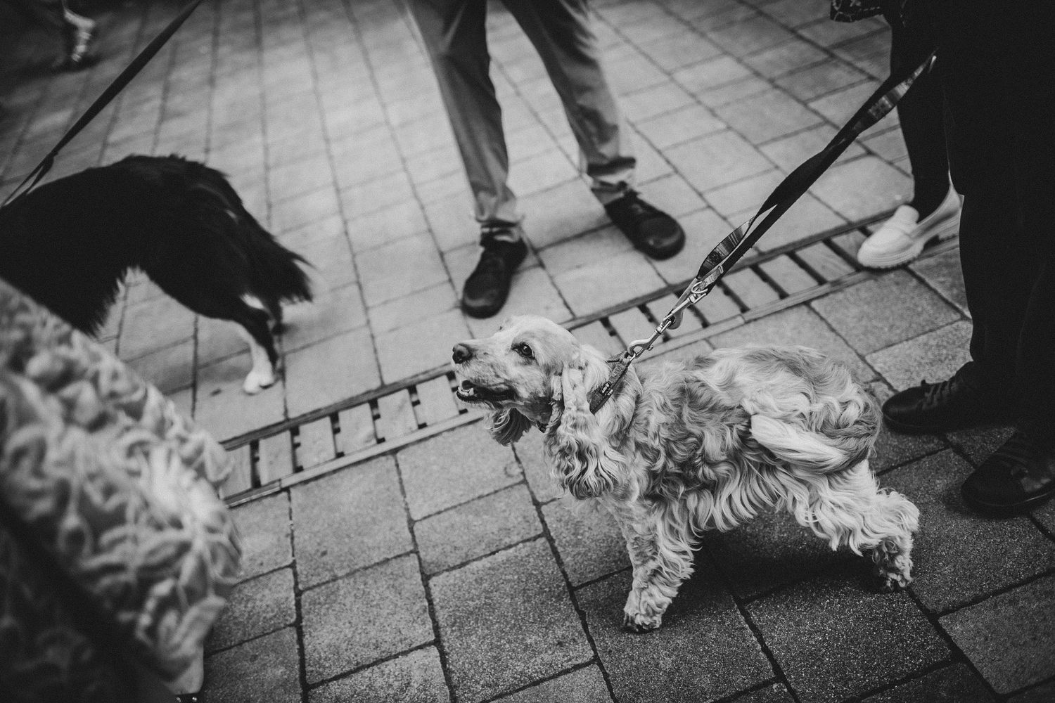 Black and white photo of dogs meeting and greeting on paved outdoor area.