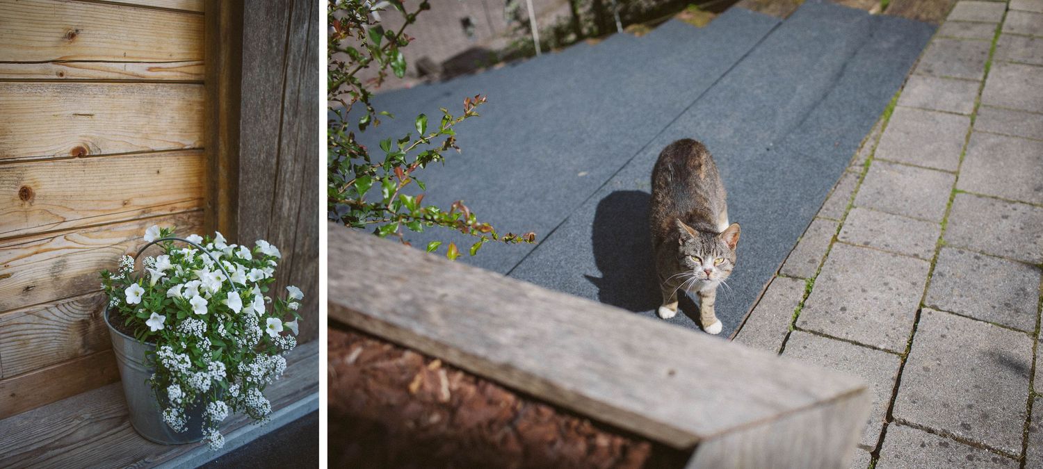 White flowers in rustic container next to grey cat on stone pathway.