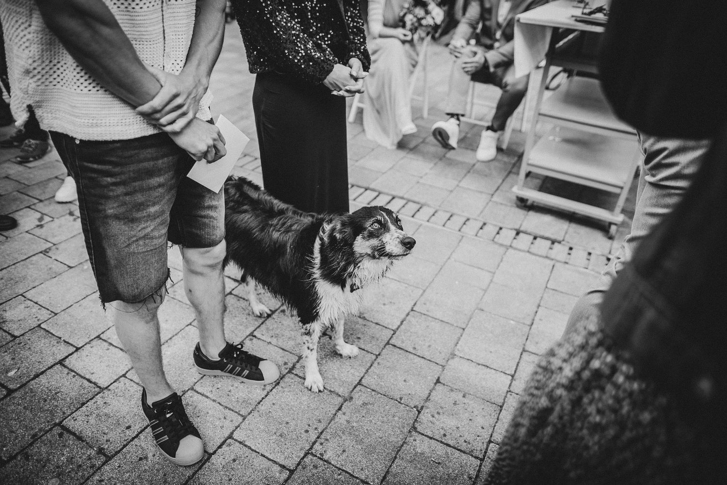 A black and white border collie stands on stone pavers among guests at an outdoor gathering.