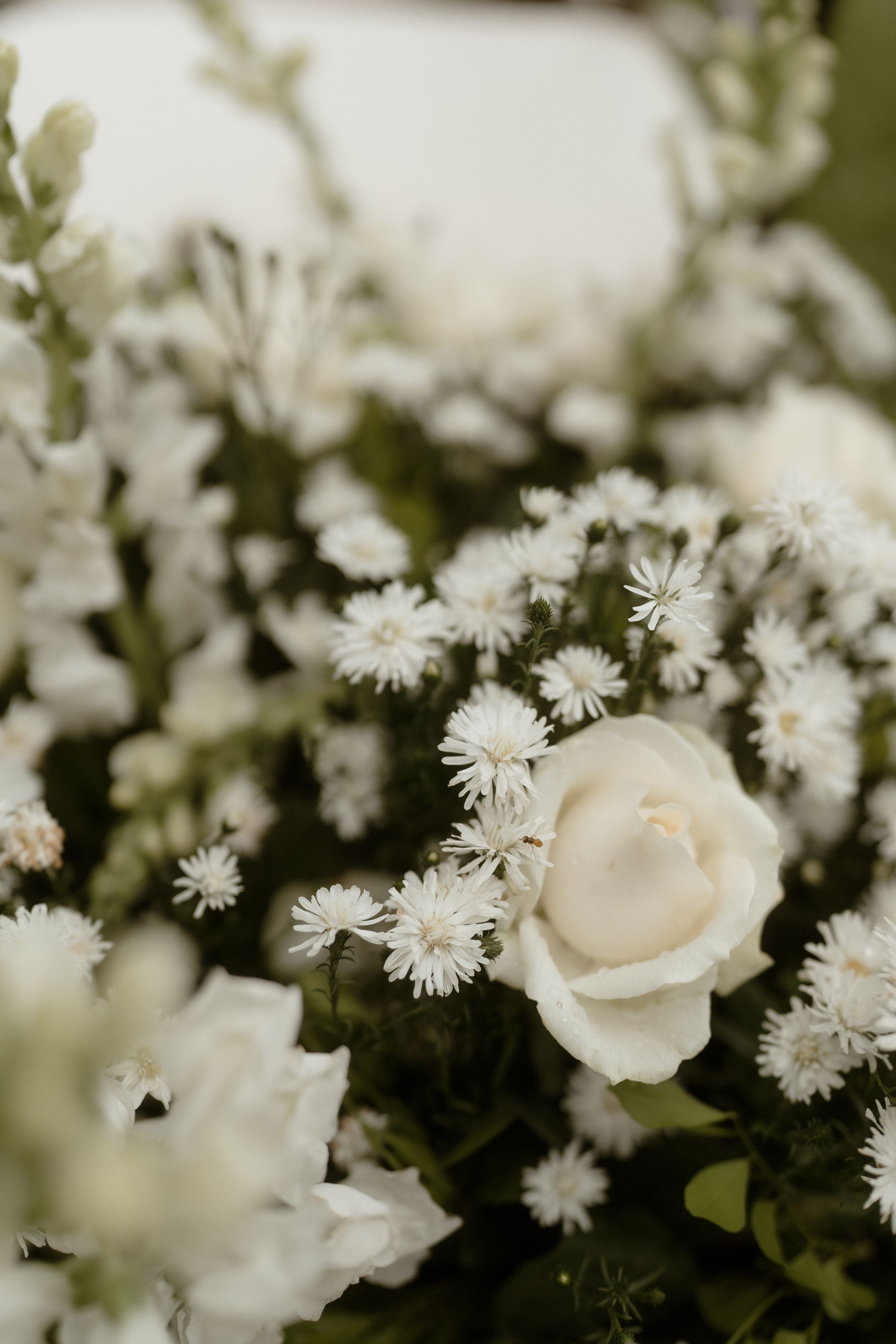 Delicate white rose and baby's breath floral arrangement in soft focus.