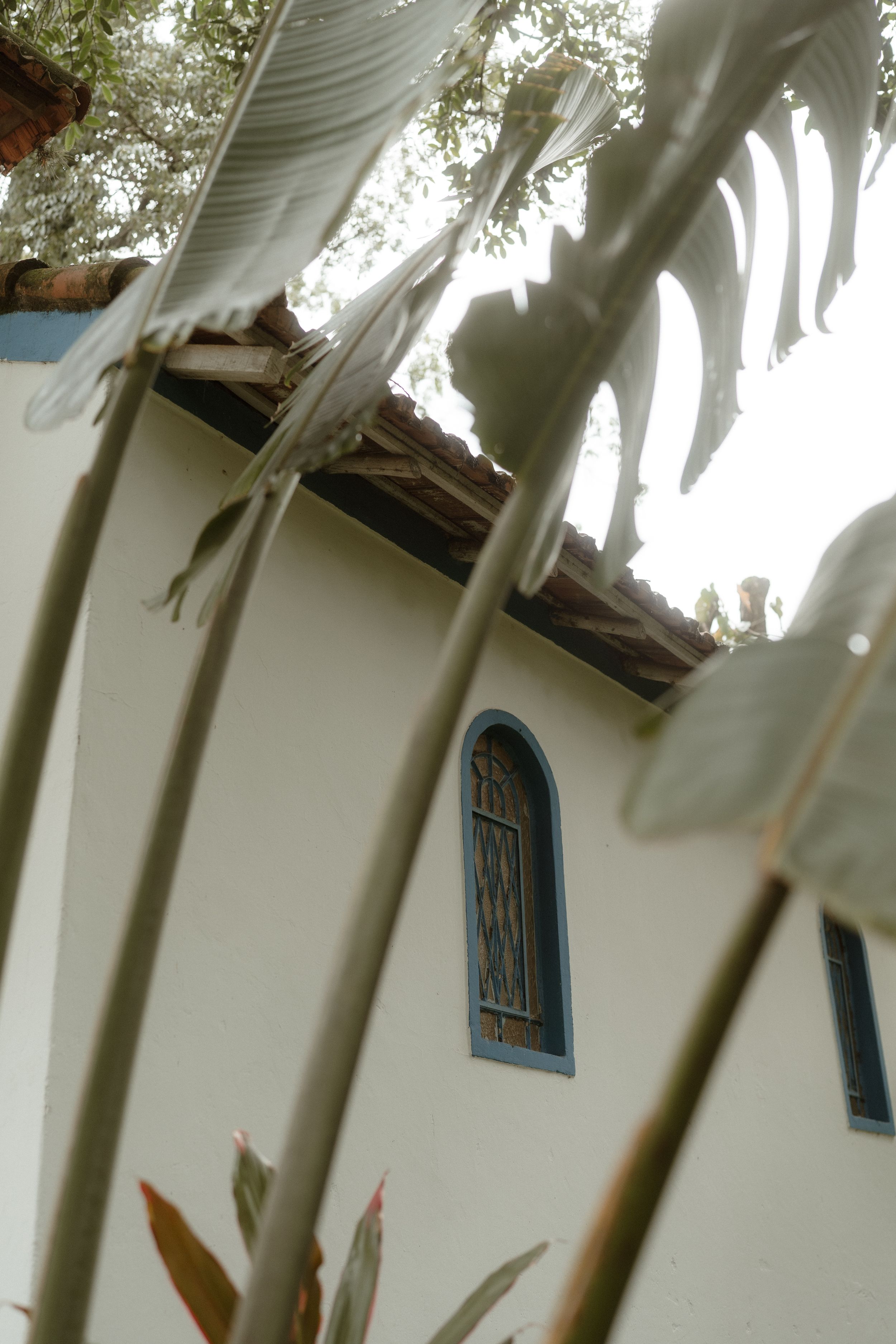 Low angle view of white church wall with blue windows and palm fronds overhead.