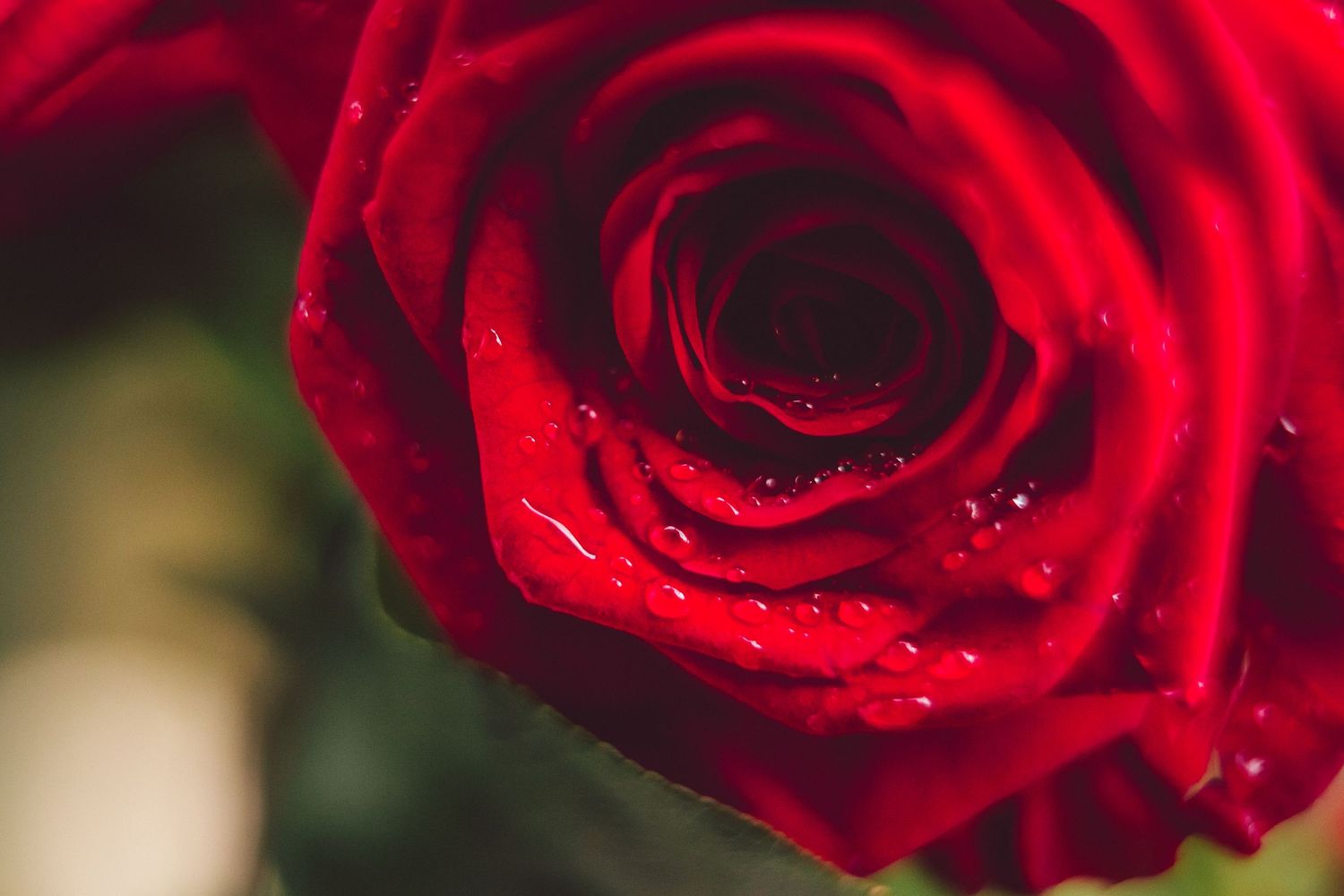 Close-up macro shot of a vibrant red rose with water droplets and shallow depth of field. Wedding photography turned romantic.