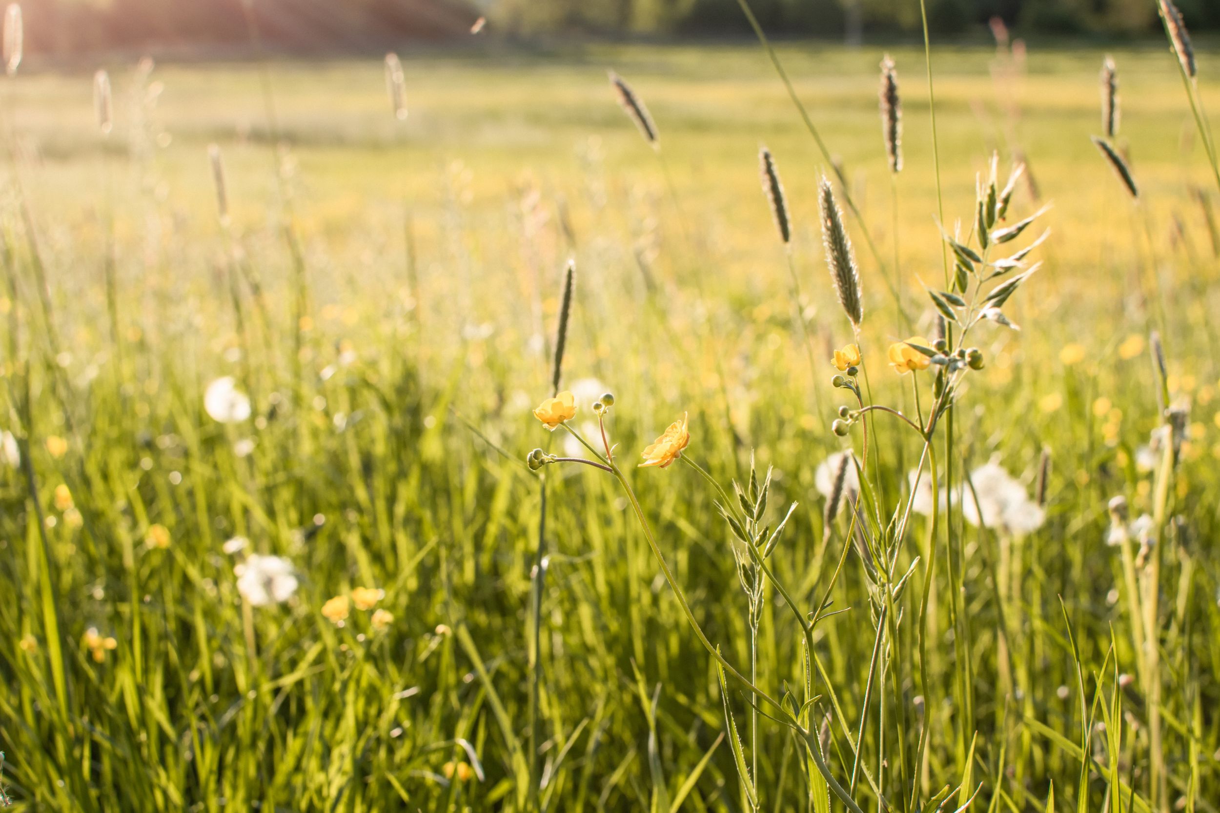 Close-up view of wildflowers and tall grass swaying in a golden summer meadow during sunset.