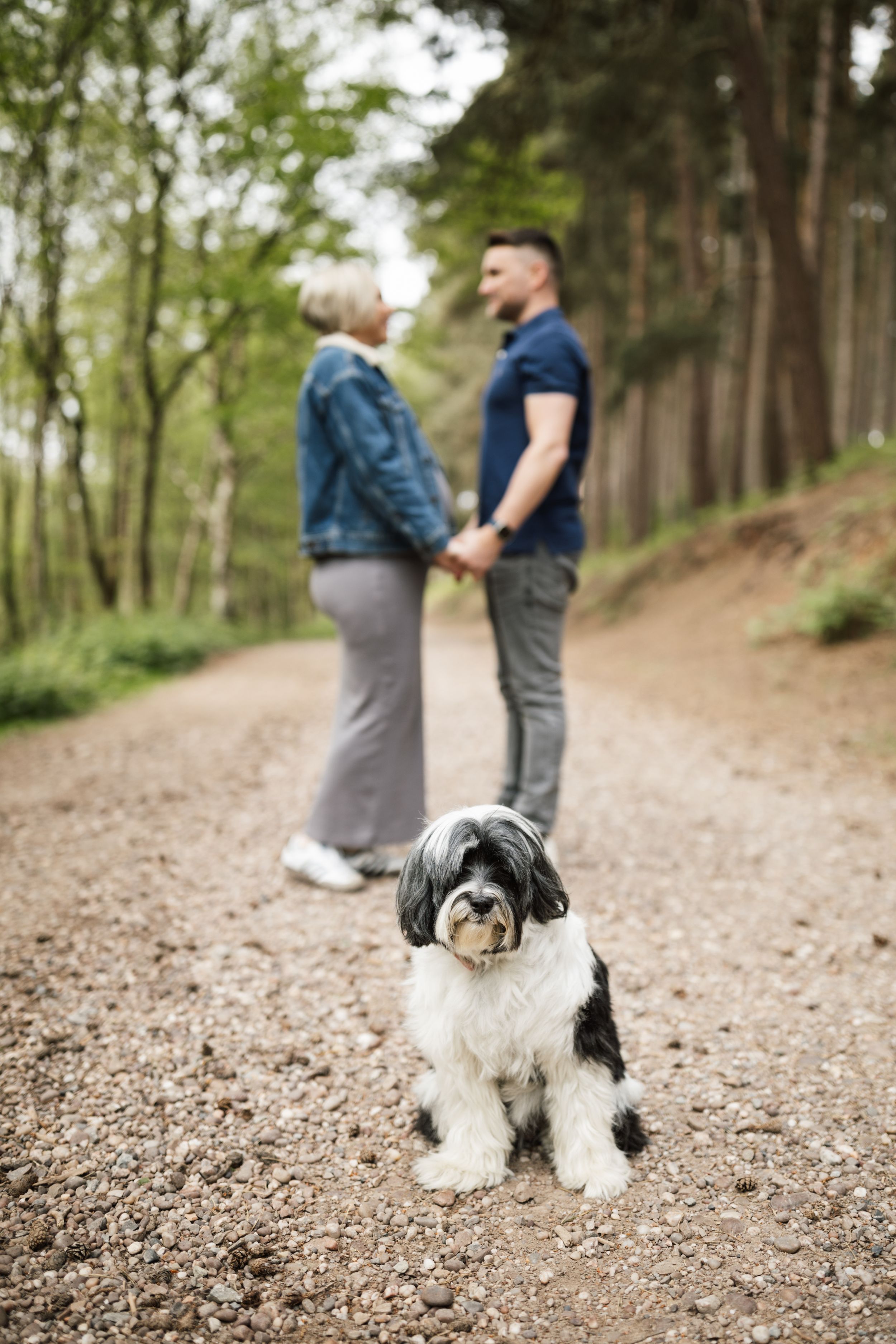A black and white Shih Tzu dog sits on a forest path while its owners stand in the background.