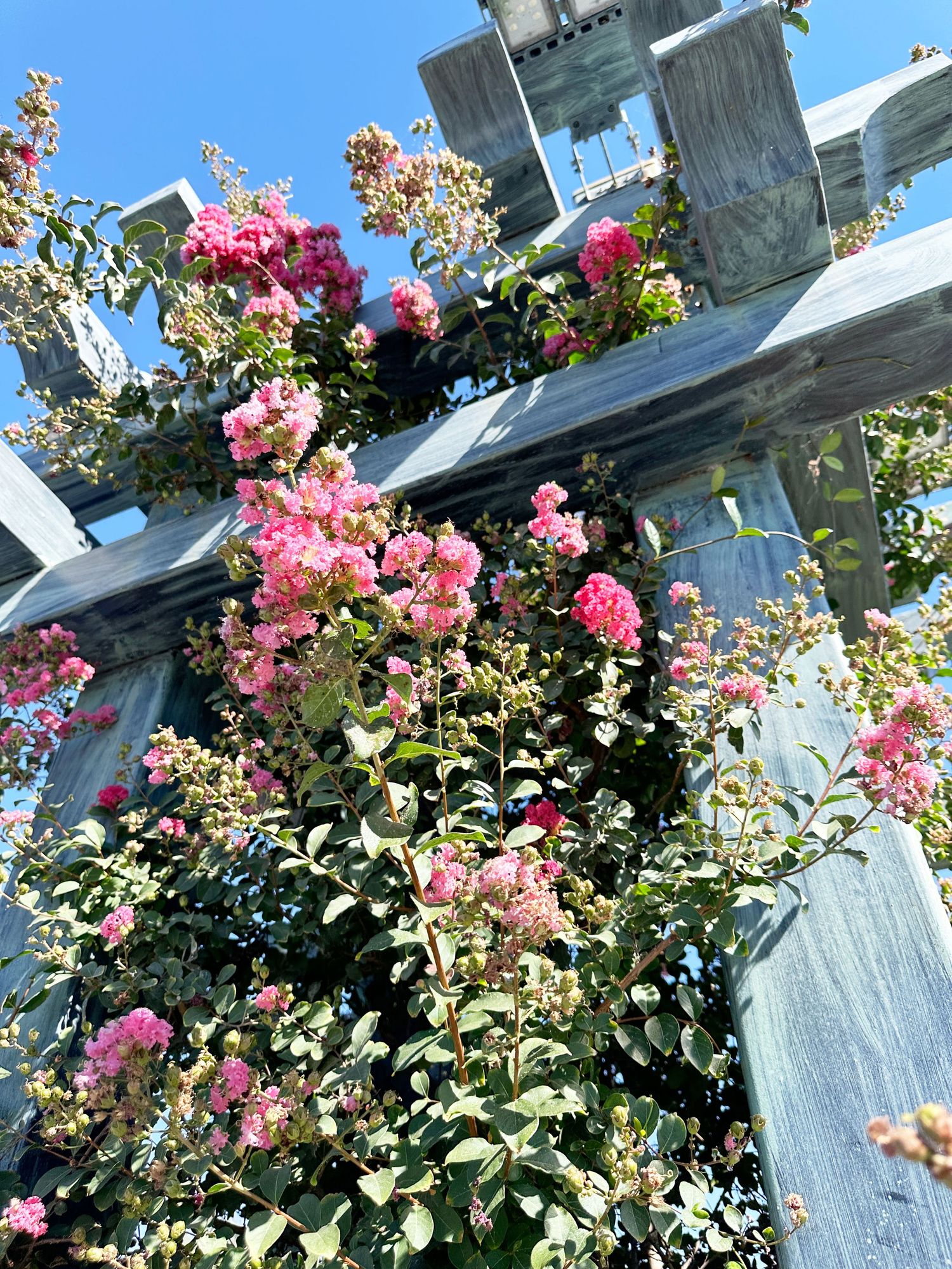 Pink climbing roses bloom on a weathered white wooden pergola on a sunny summer day.