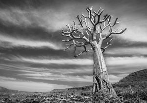 Quiver tree