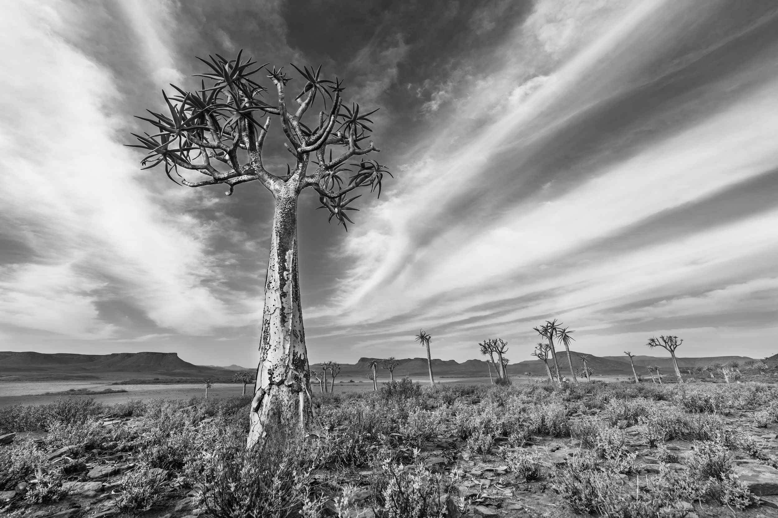 Quiver tree