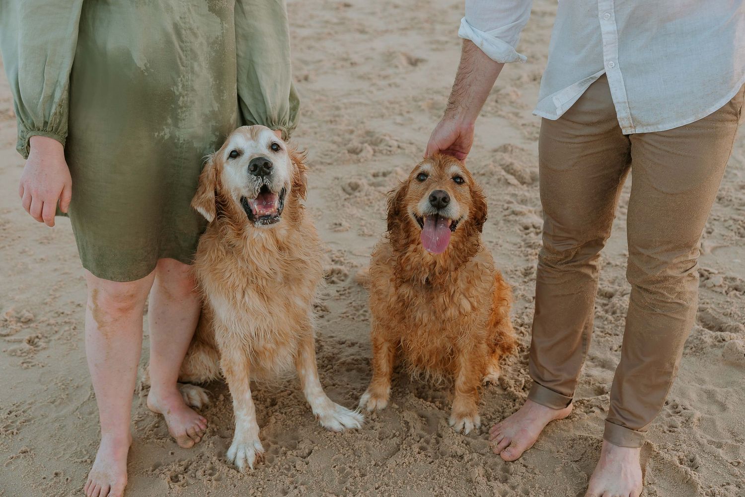 Two happy golden retriever dogs sitting on sandy beach with their owners' legs visible in casual attire.