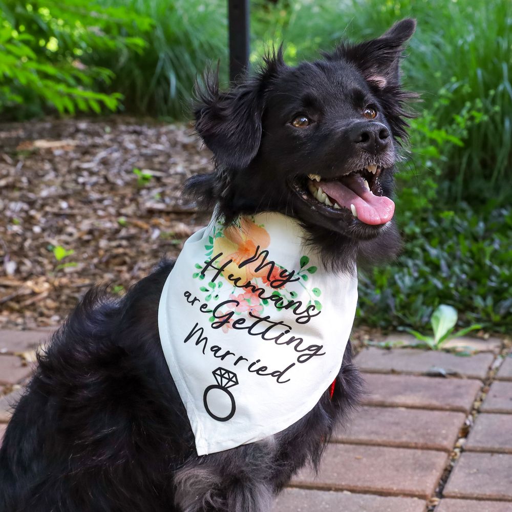 Happy black dog wearing bandana outdoors — pet lifestyle portrait photography