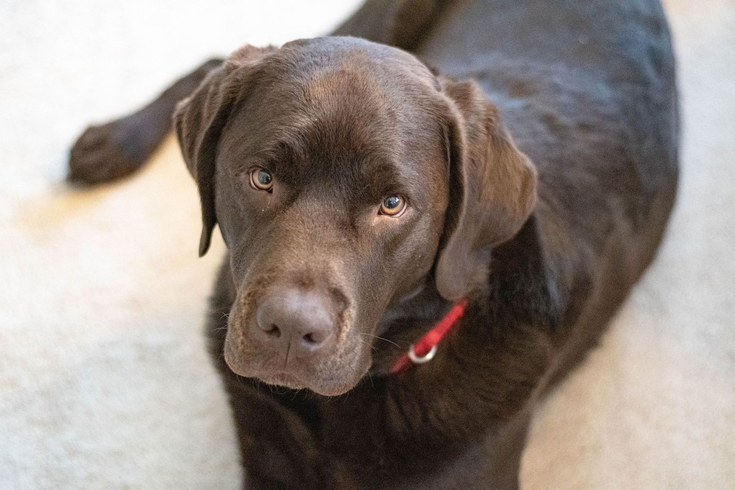 Chocolate Labrador retriever with a red collar lying down and looking at the camera.