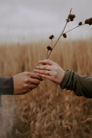 Hands reaching to exchange a dried flower stem in a wheat field.