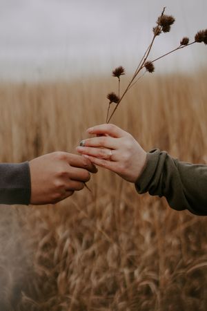Hands exchanging a delicate dried flower against blurred wheat field background.