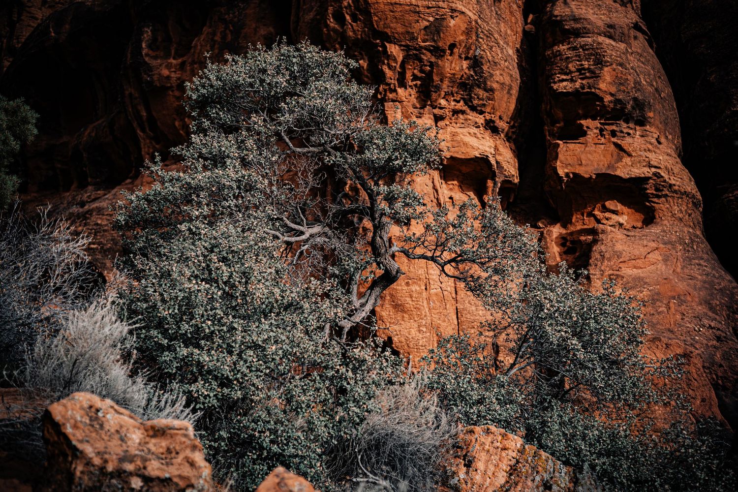 Twisted desert shrub tree grows against towering red sandstone rock cliff face.