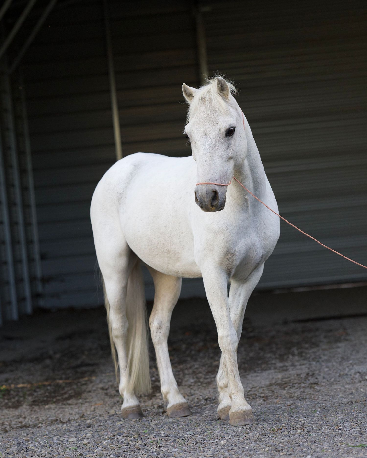 Raw image taken for a black background equine portrait of a gray welsh pony before Lightroom and photoshop editing Copyright Amanda Barr