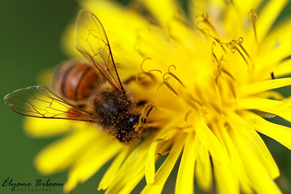 Honey bee collecting pollen from bright yellow dandelion flower in macro detail.