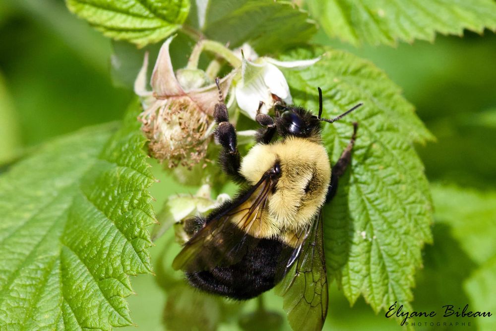 Bumble bee collecting pollen from a white raspberry flower among green leaves.
