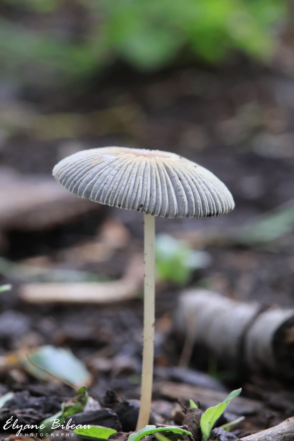 Close-up macro photo of a delicate white mushroom with fine gills growing from forest floor.