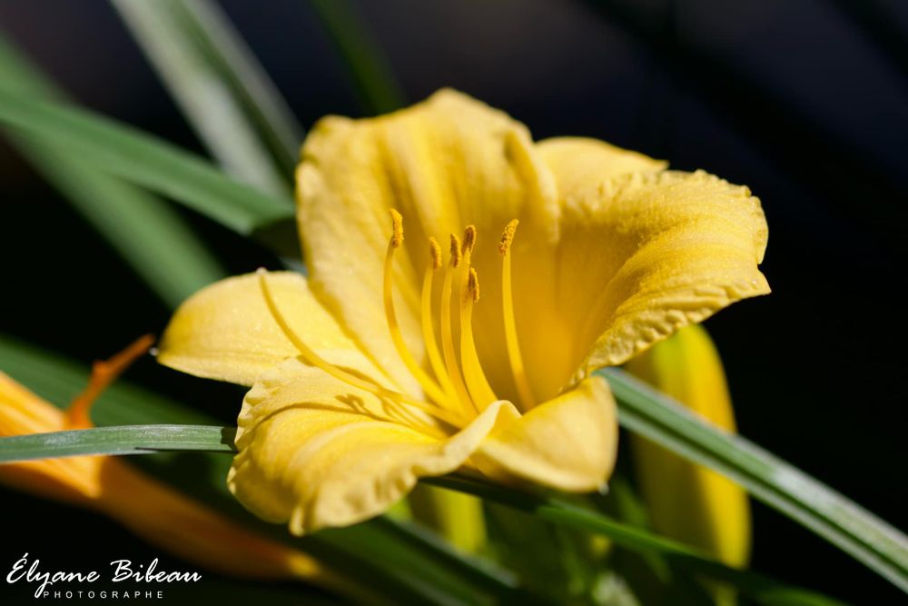 Vibrant yellow daylily flower in full bloom against dark background.