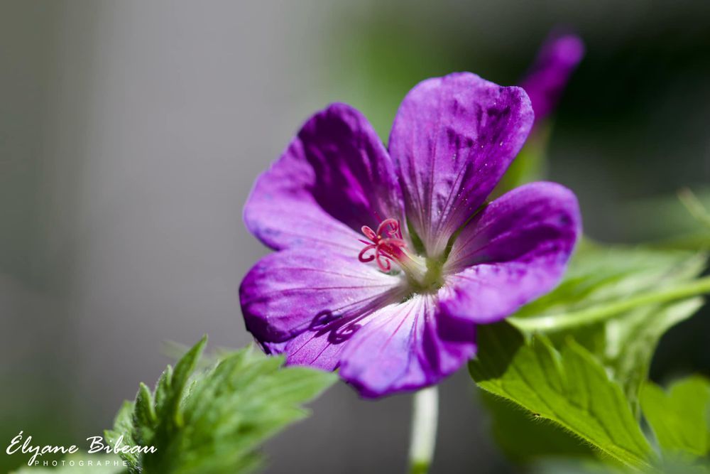Purple geranium flower with delicate petals and white center in macro detail.