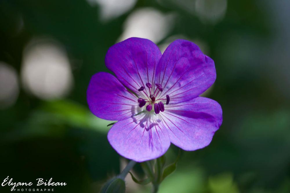 Vivid purple wild geranium flower with detailed stamen against blurred background.