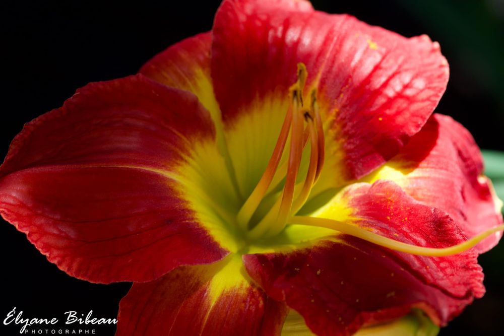 Macro shot of red and yellow daylily flower showing intricate stamen details.
