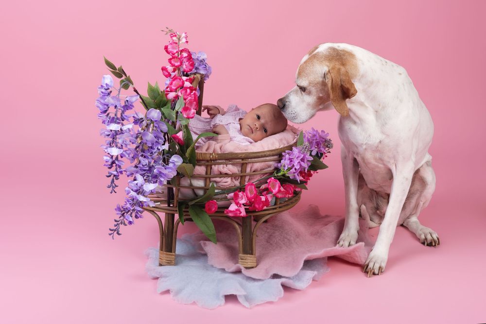 Nouveau-né photographié avec le chien de la famille lors d'une séance naissance à Angoulême.