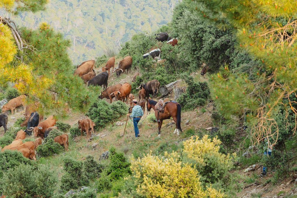 Cattle herd grazing on a hillside covered in vibrant yellow wildflowers during springtime.