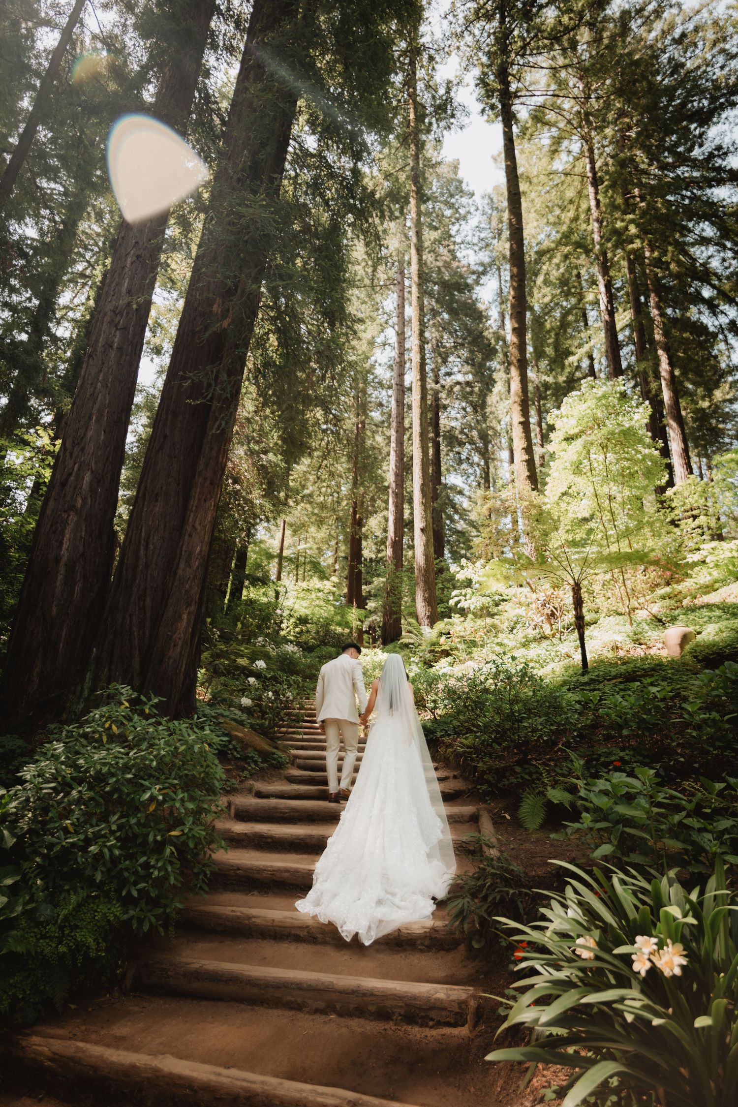 bride and groom photos in the redwoods