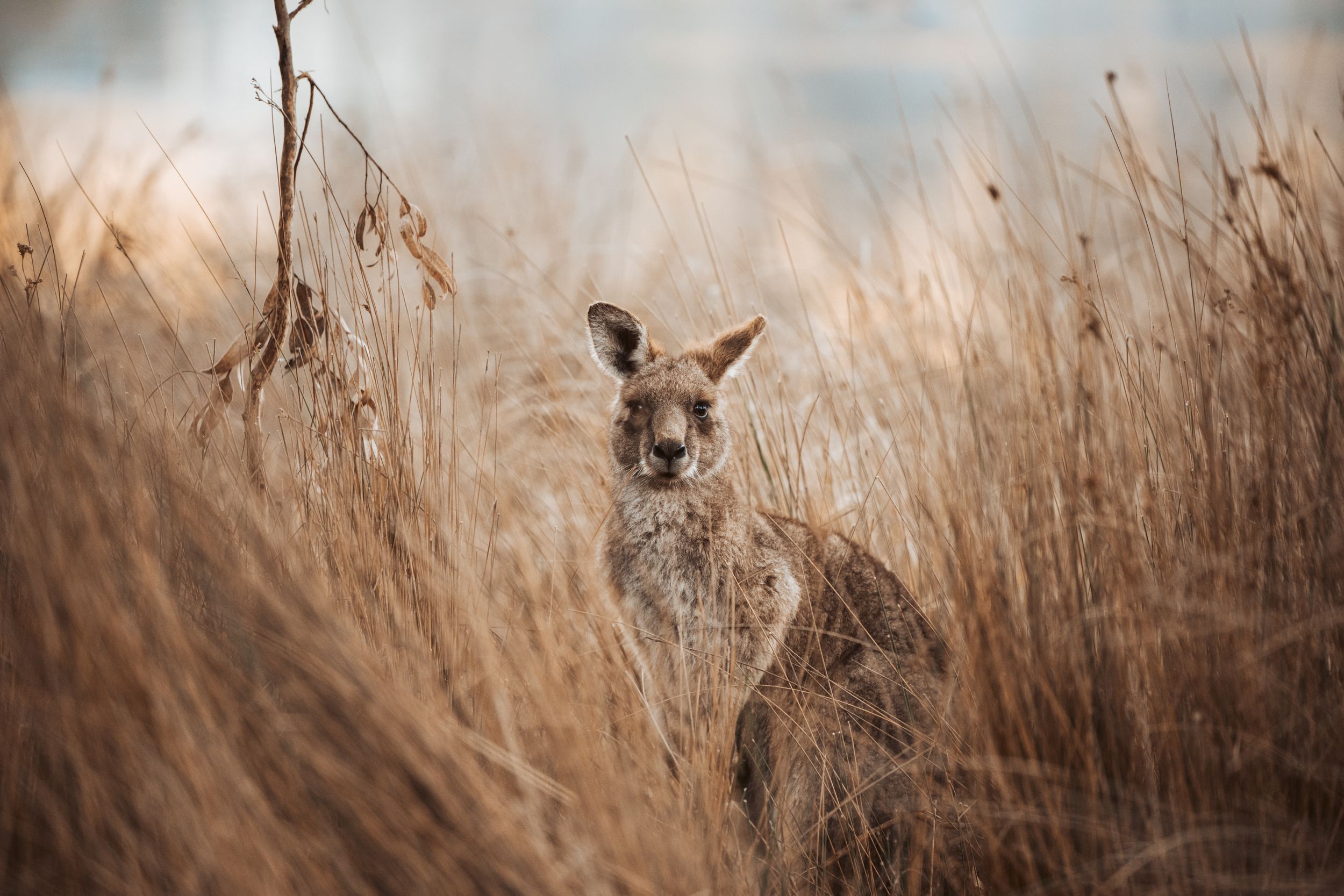 Kangaroo in the grampians region victoria