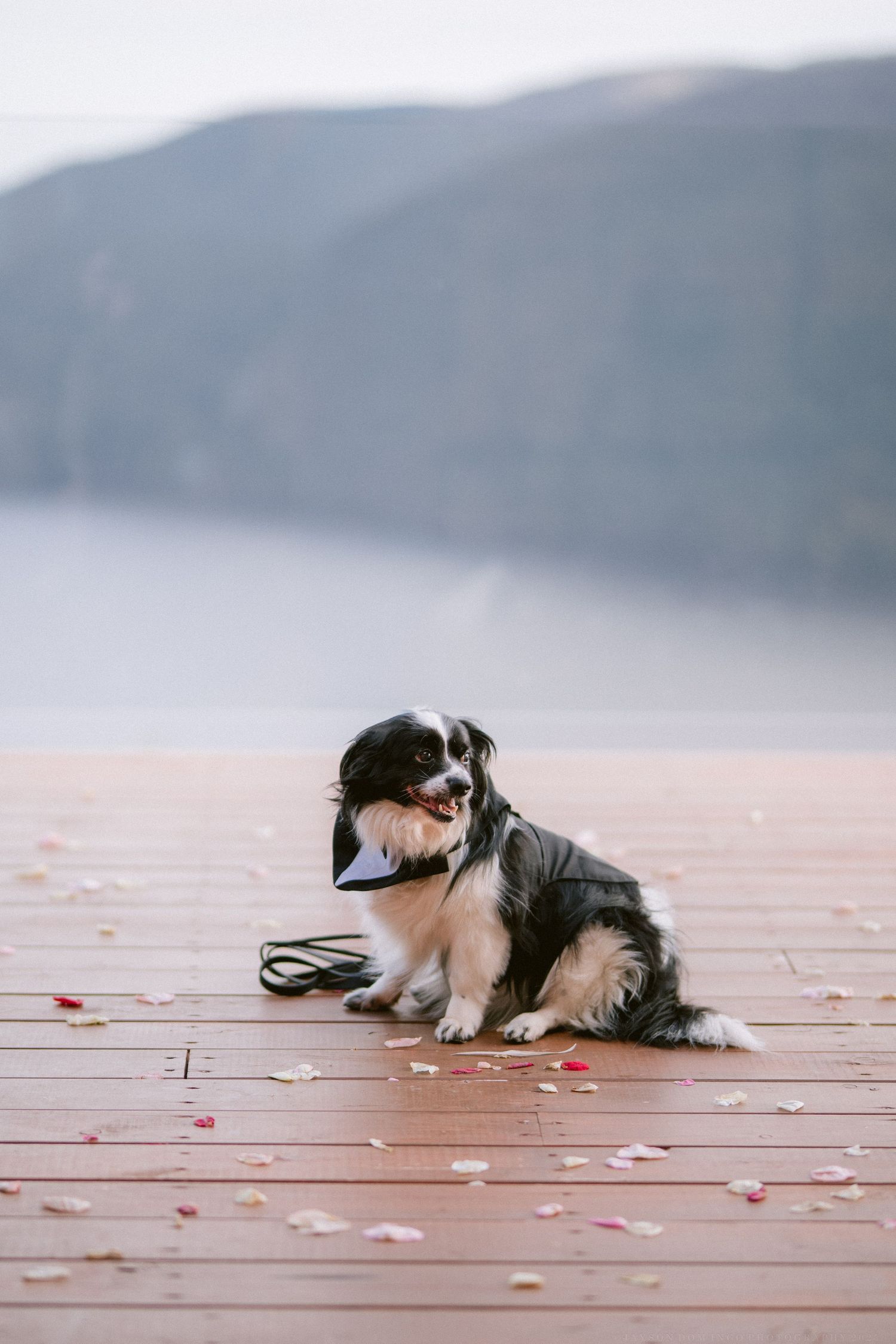 A black and white dog rests on a wooden deck with scattered rose petals.