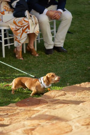 Small brown and white dog on leash sitting near wedding chairs on grass.