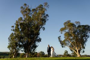 Scenic wedding landscape with tall eucalyptus trees against a bright blue sky.