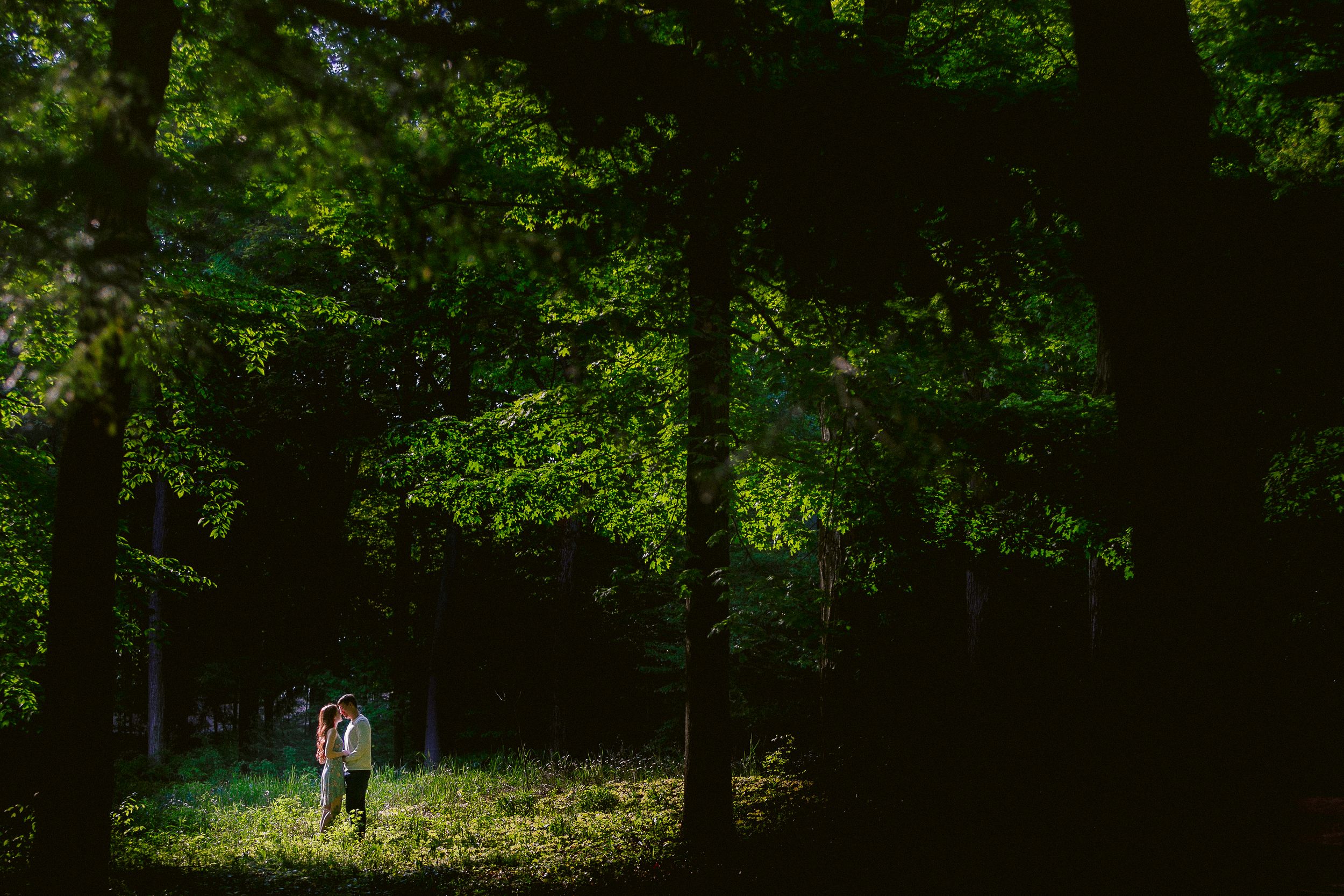 Wooded forest path with dappled sunlight filtering through dense green foliage and tree canopy.