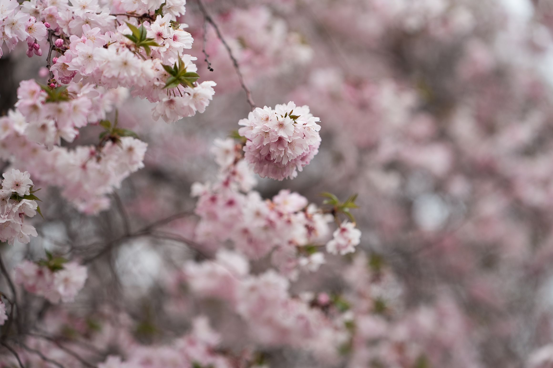 Cherry Blossoms