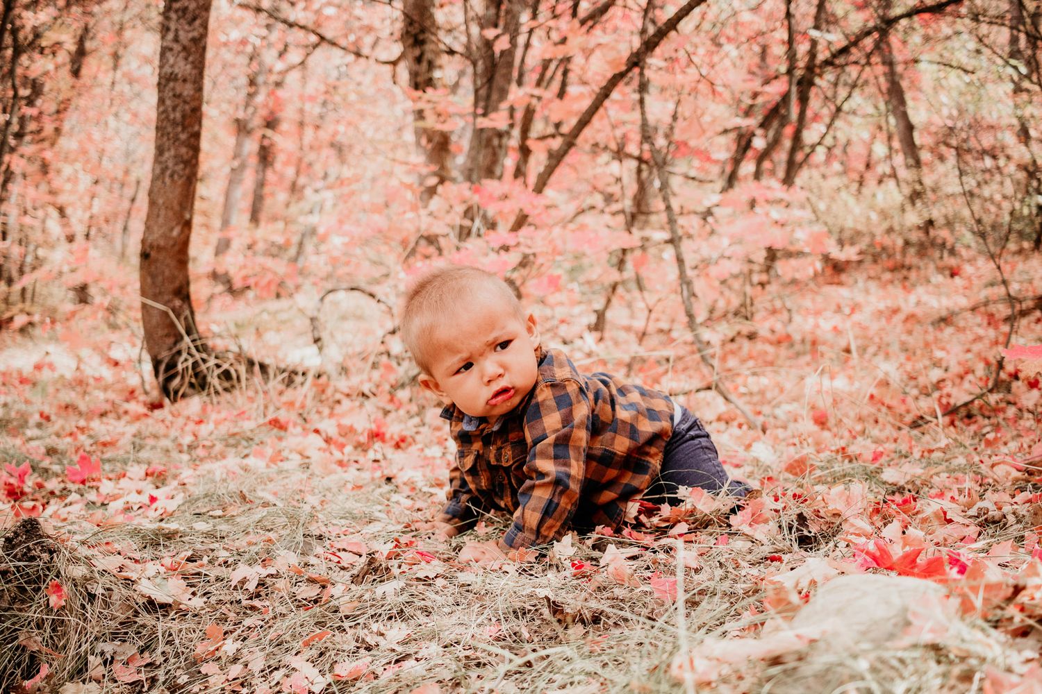 A dog explores a forest floor covered in pink-tinted fallen leaves on an autumn day.