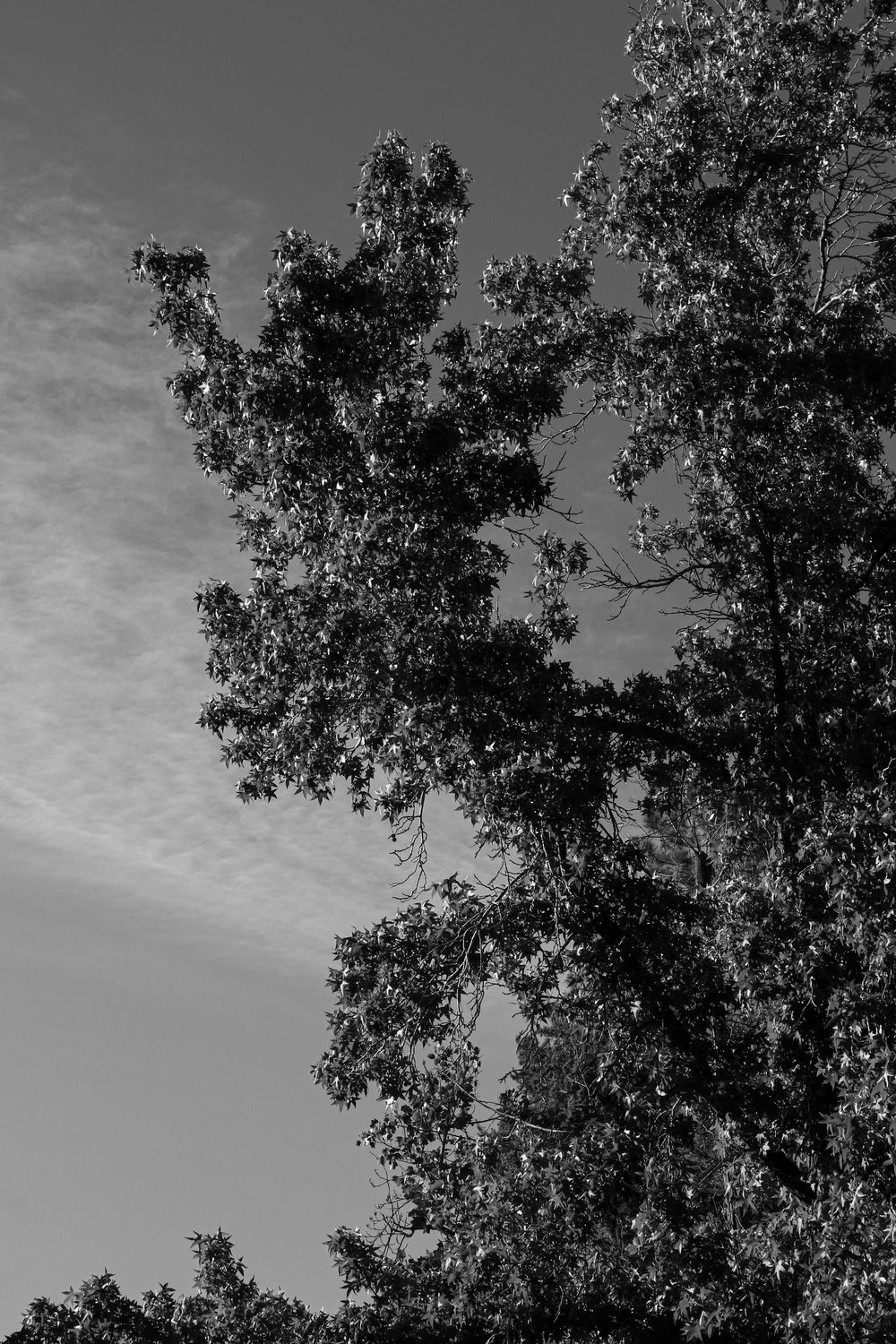 Black and white photo of tall trees with lush foliage against a partly cloudy sky.