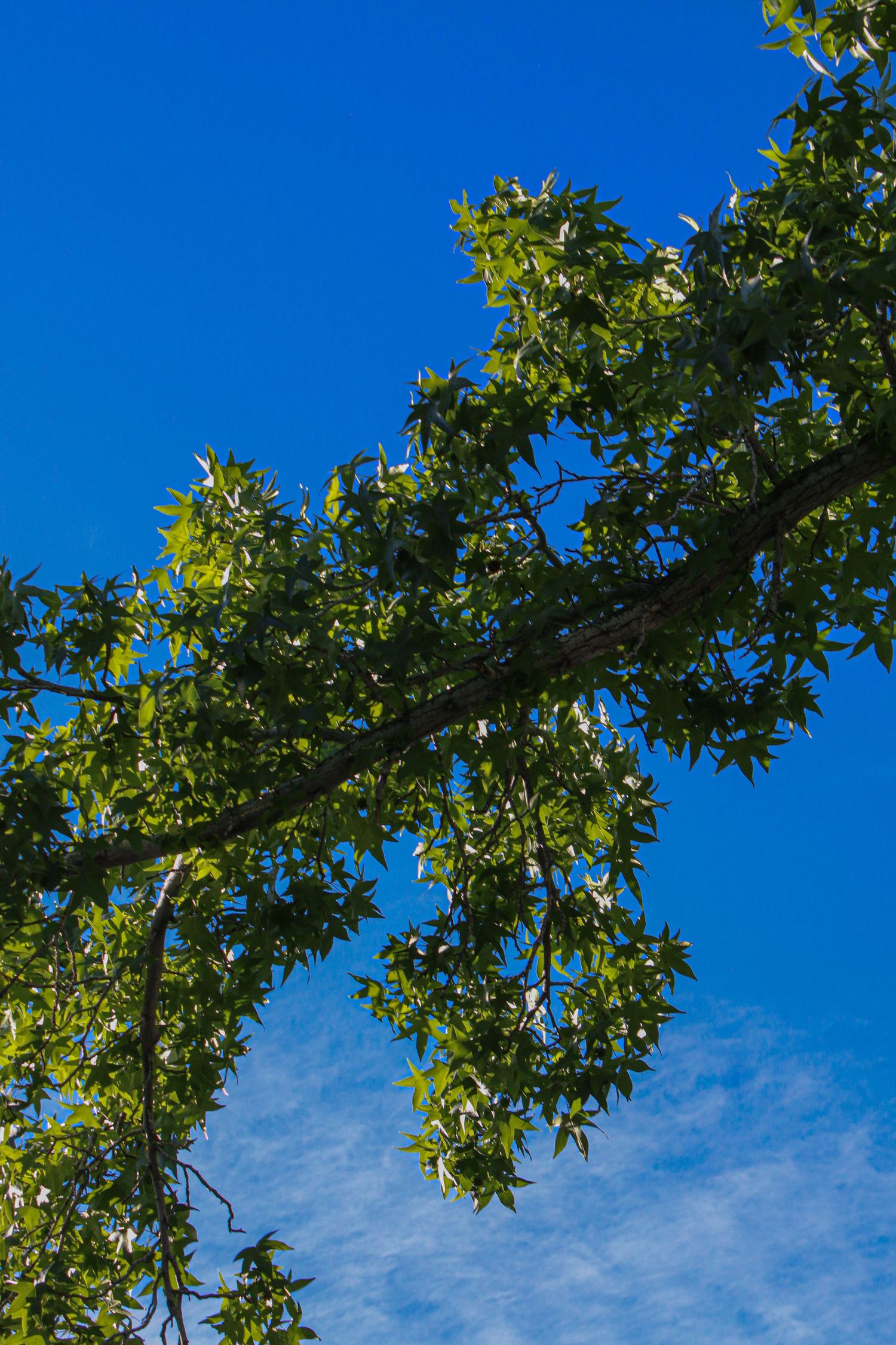 Green tree branch with lush leaves against a bright blue sky on a sunny day.