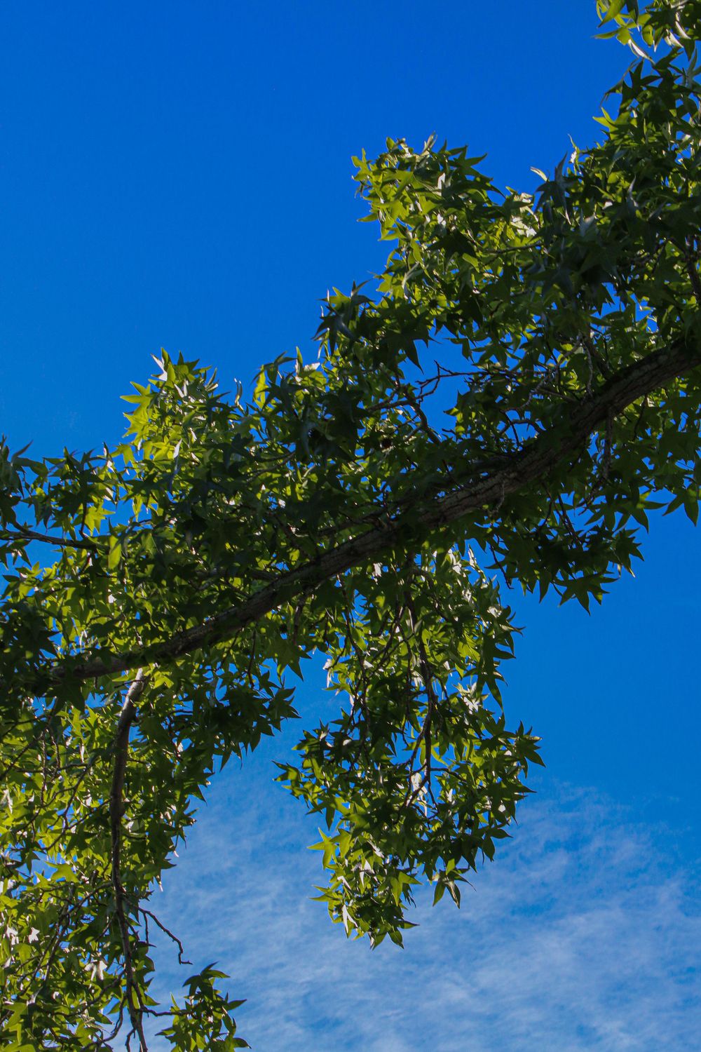 Green tree branch with lush leaves against a bright blue sky on a sunny day.