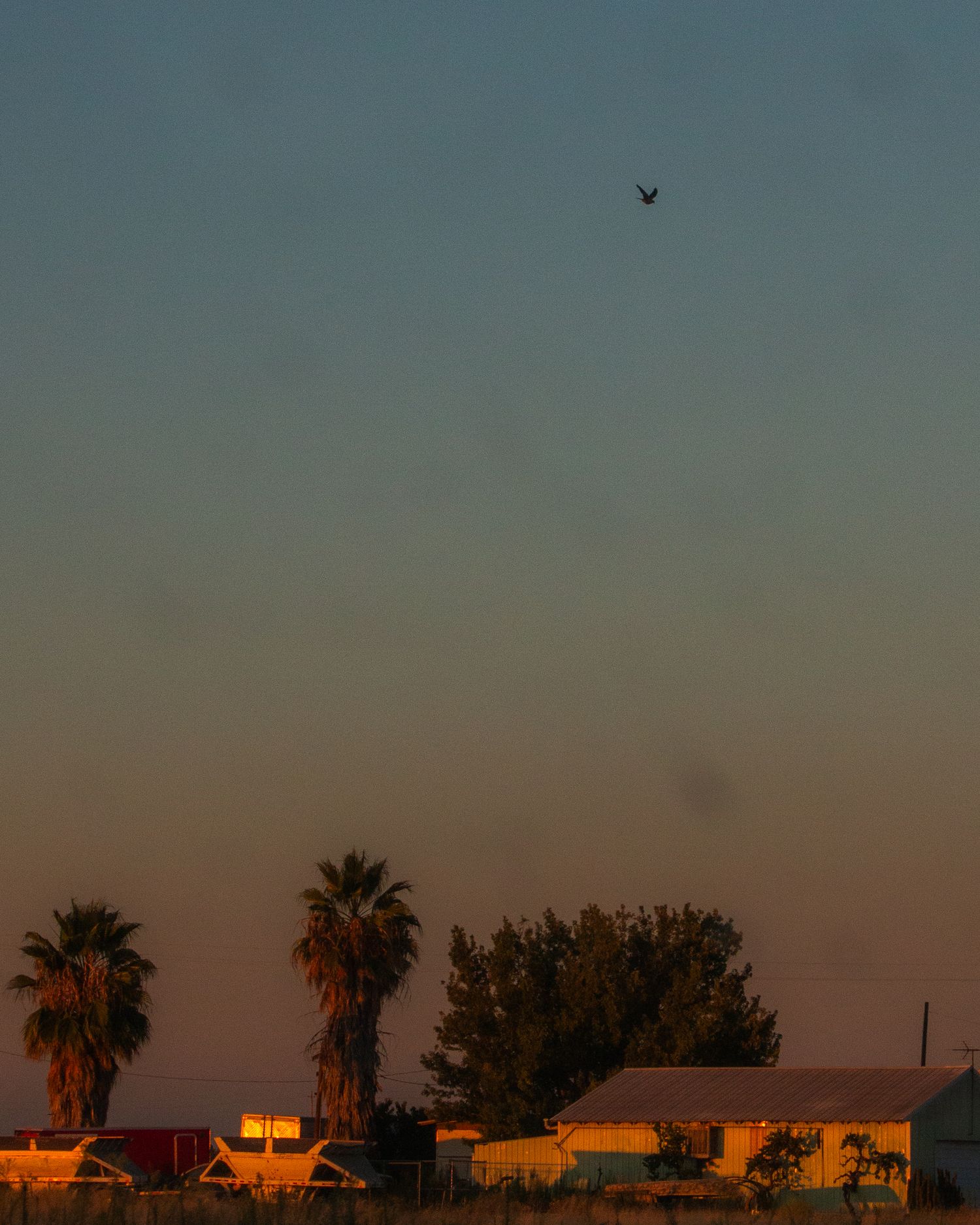 A lone bird soars above palm trees and rural buildings bathed in warm golden sunset light against a clear dusk sky.