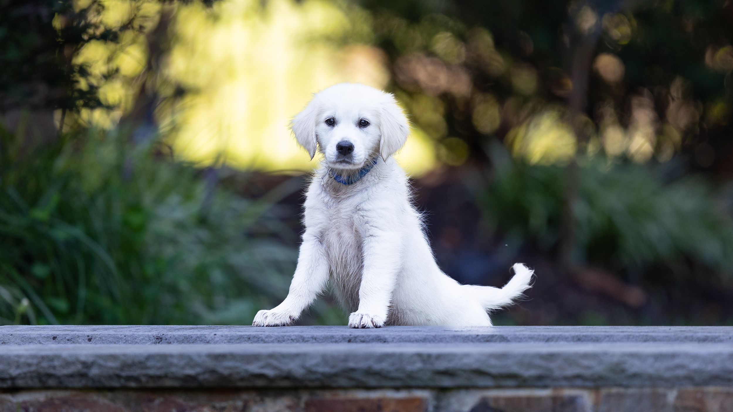 pet photography, dog photography, dog portrait