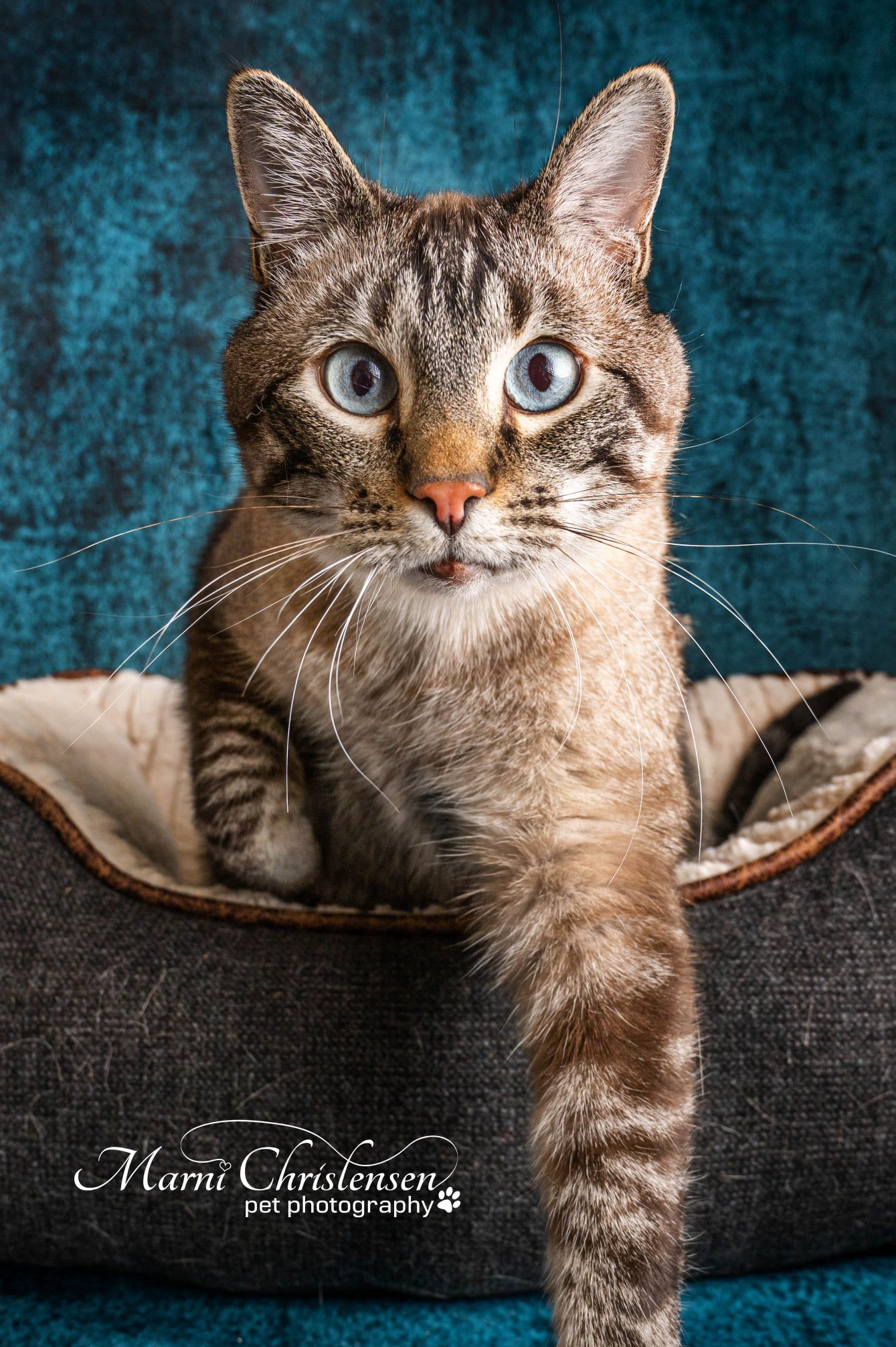 Close-up portrait of a tabby cat with striking blue eyes against turquoise background.